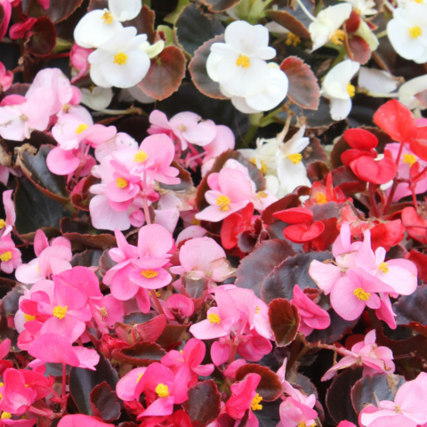 Begonia × semperflorens