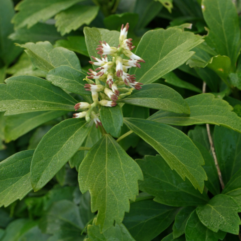 Pachysandra terminalis