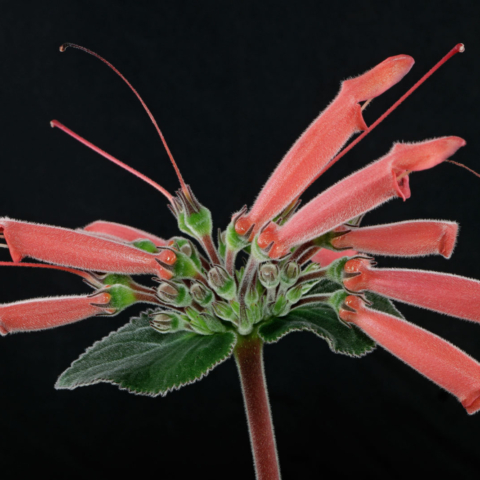 Sinningia cardinalis