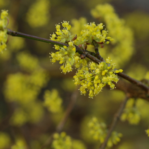 Cornus mas