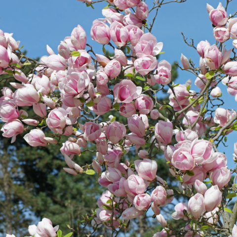Magnolia × soulangeana