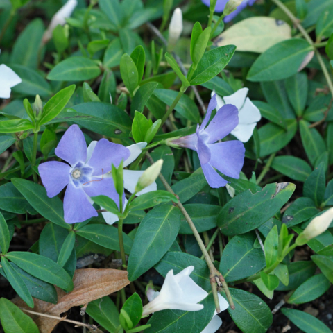 Vinca minor