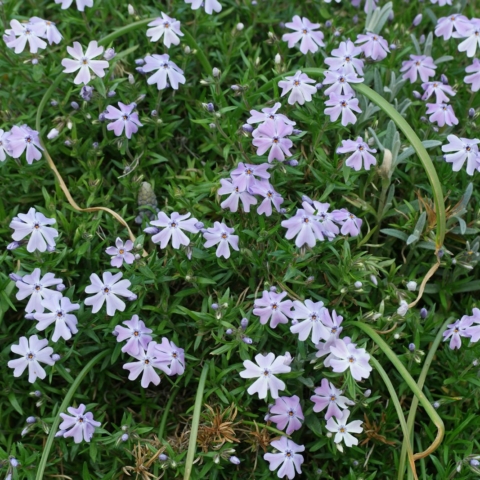 Phlox subulata