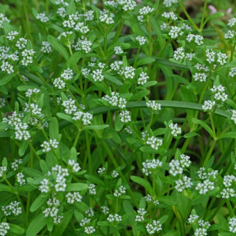 Valerianella locusta