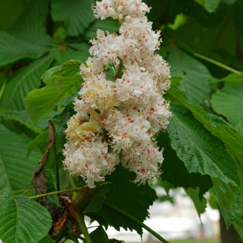 Aesculus hippocastanum