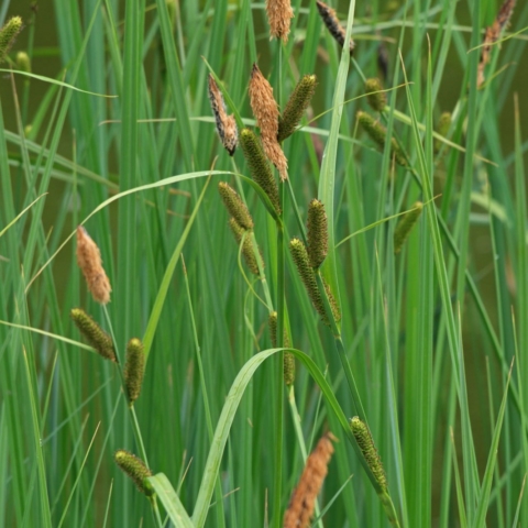 Carex acutiformis