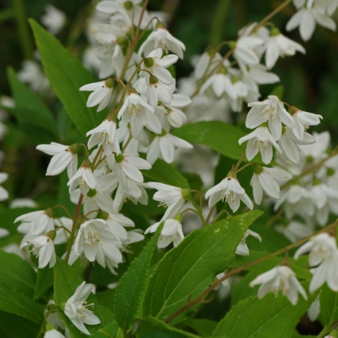Deutzia gracilis