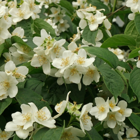 Philadelphus coronarius