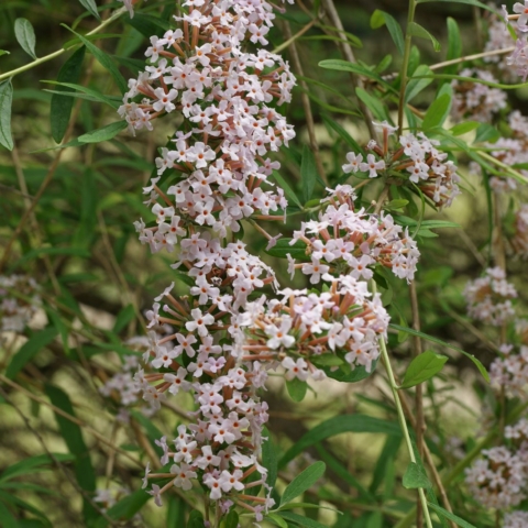 Buddleja alternifolia