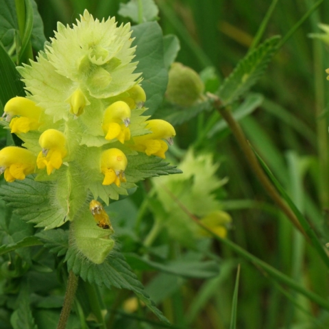 Rhinanthus alectorolophus