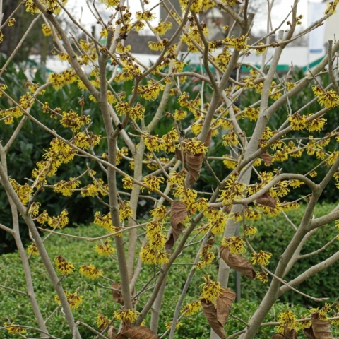 Hamamelis intermedia
