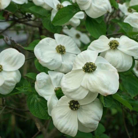 Cornus nuttallii