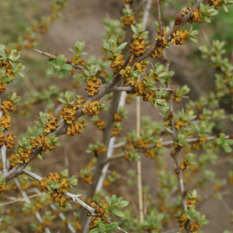 Hippophae rhamnoides