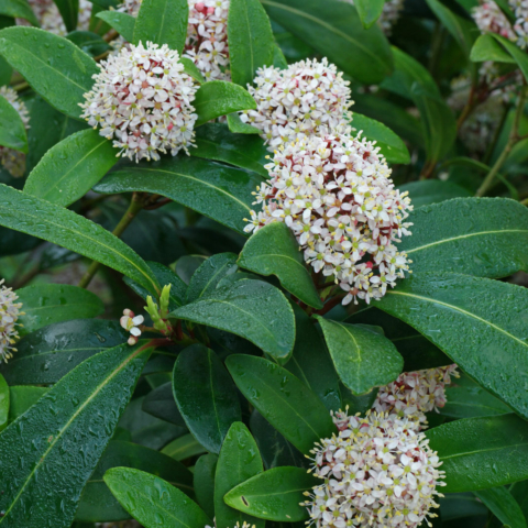 Skimmia japonica