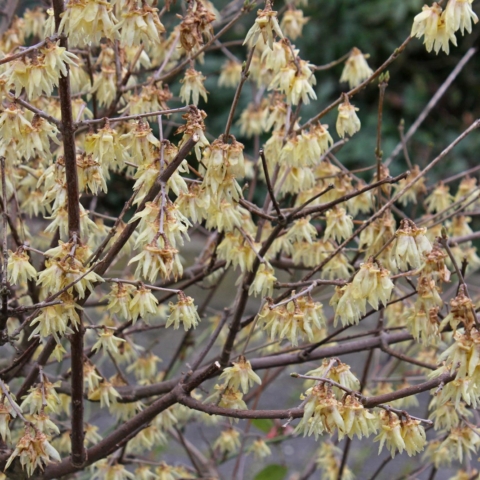 Chimonanthus praecox