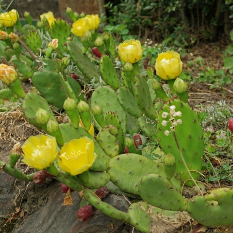 Opuntia humifusa