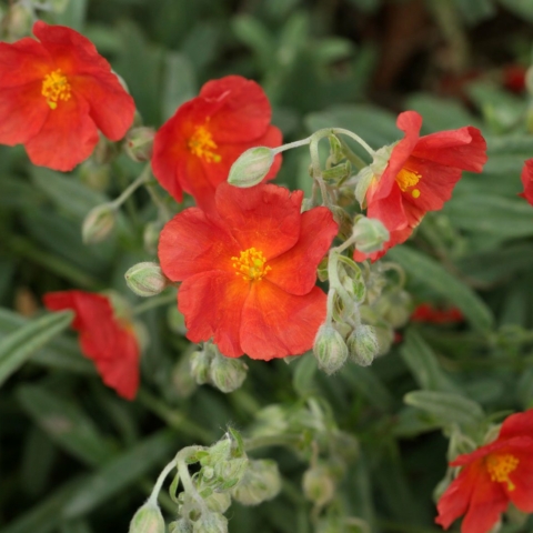 Helianthemum Henfield Brilliant