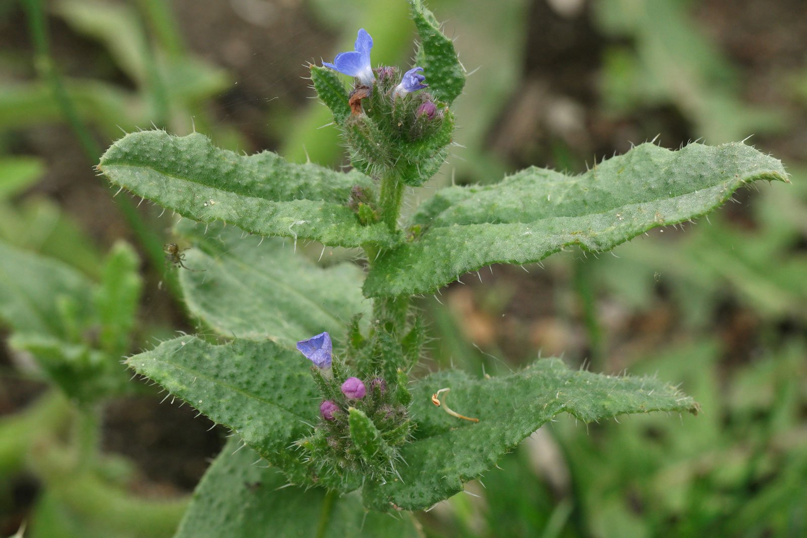 Anchusa arvensis