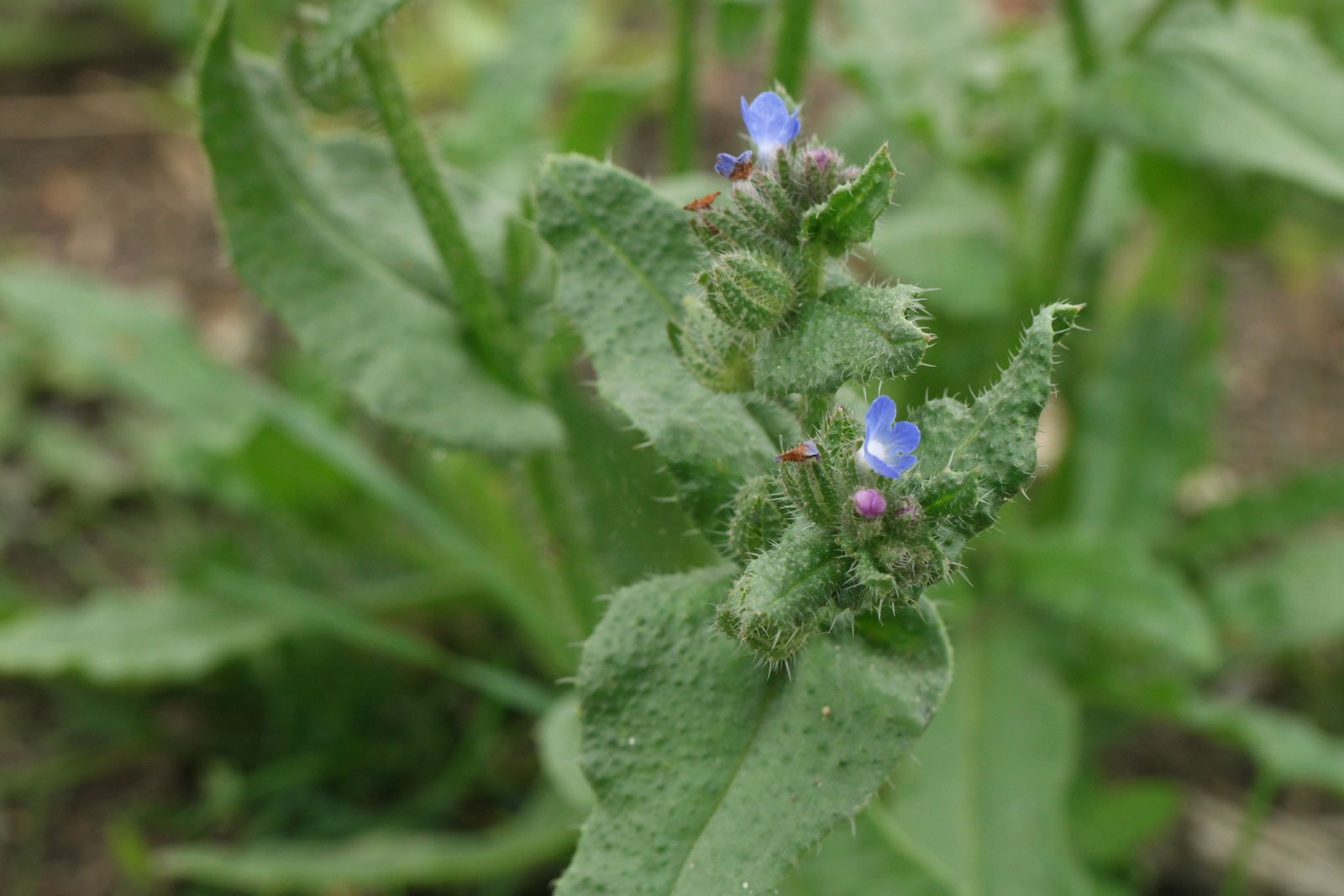 Anchusa arvensis