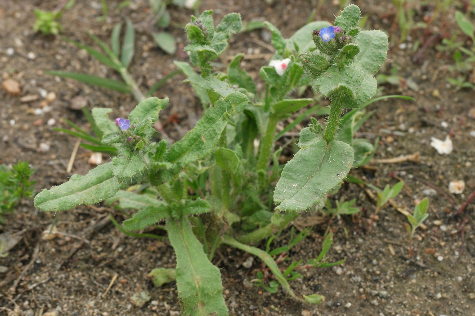 Anchusa arvensis