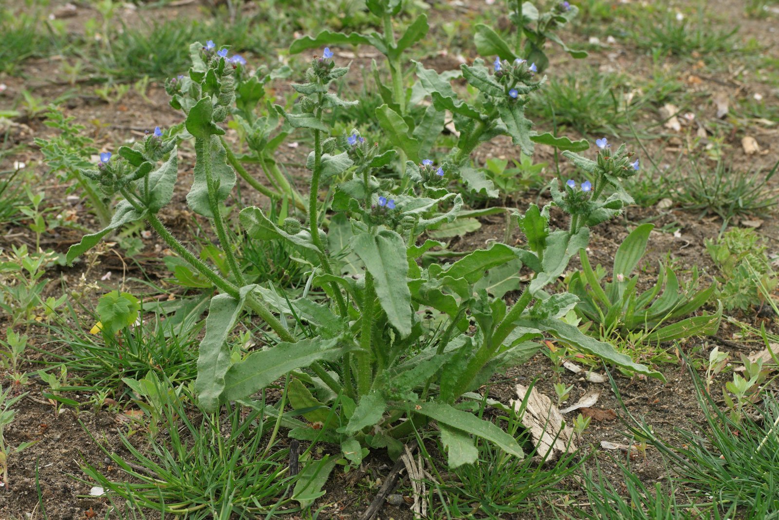 Anchusa arvensis