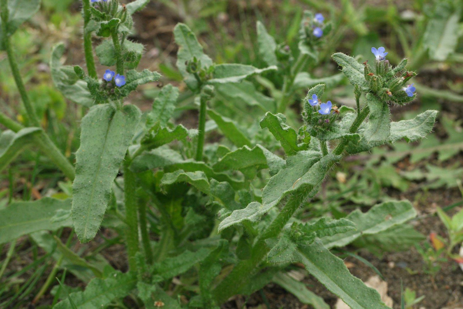 Anchusa arvensis