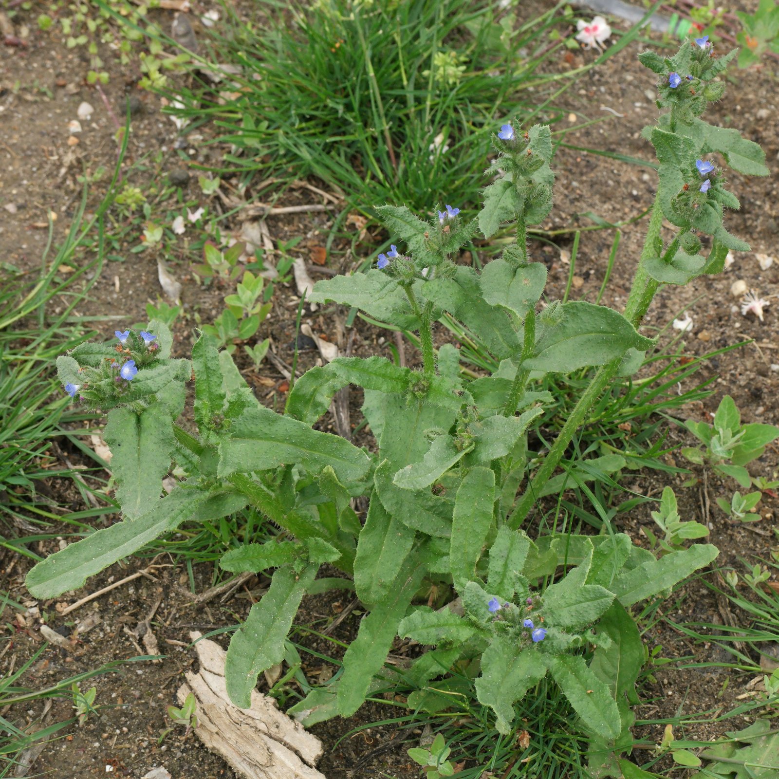 Anchusa arvensis