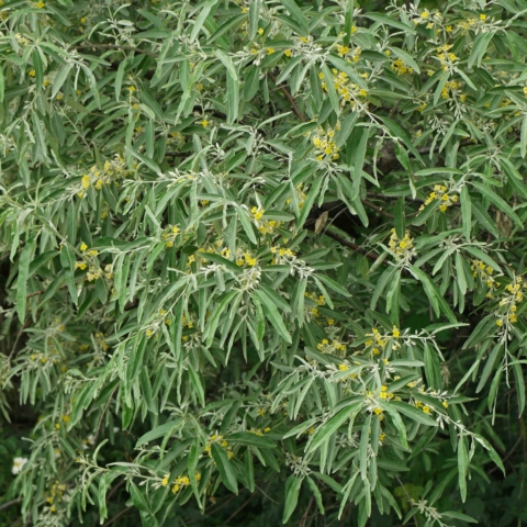 Elaeagnus angustifolia