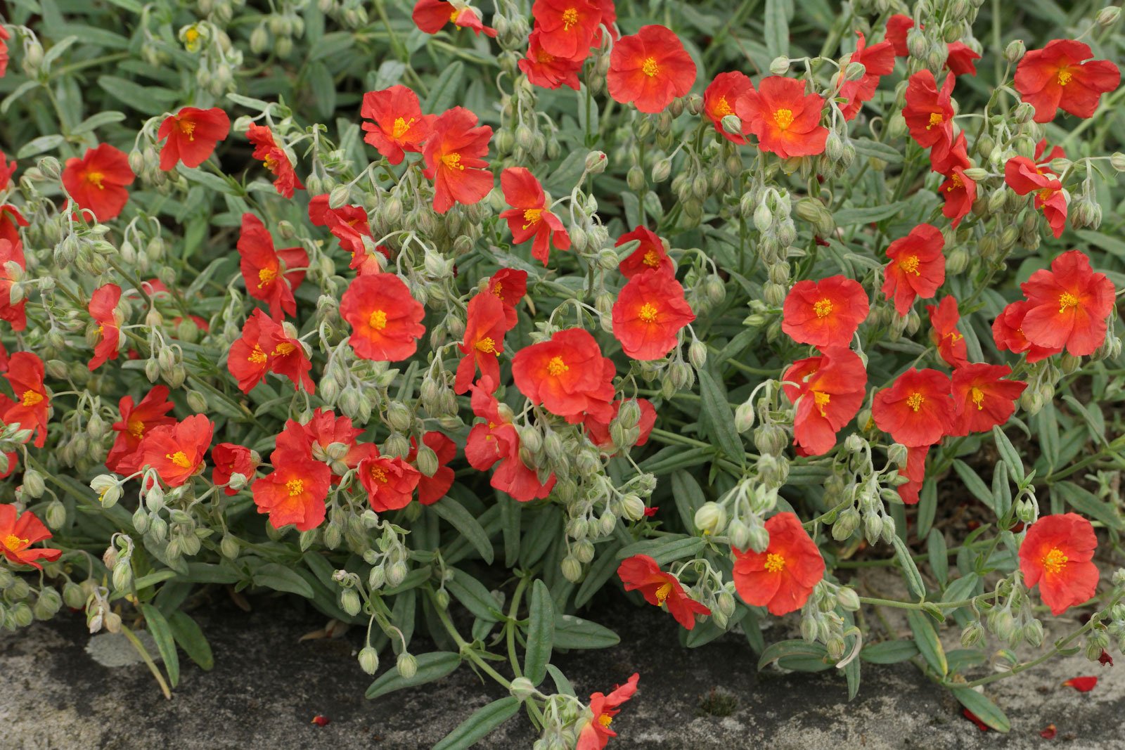 Helianthemum Henfield Brilliant