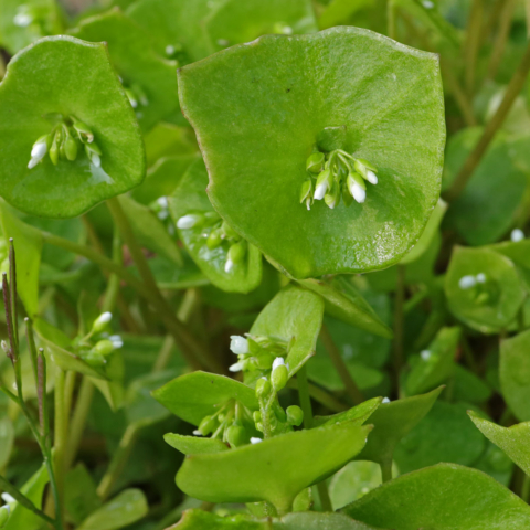 Claytonia perfoliata Winterportulak