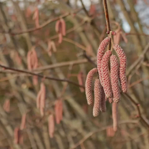 Corylus avellana Rotblättrige Zellernuss