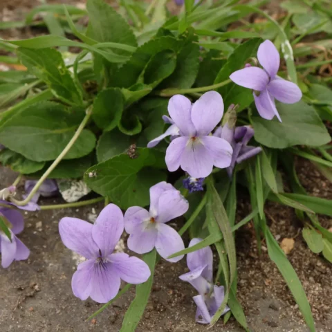 Viola hirta Raues Veilchen