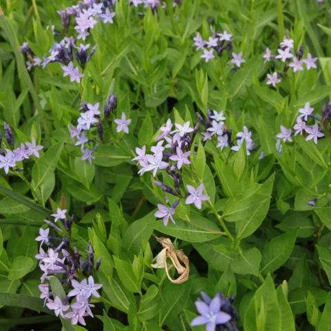 Orientalischer Blaustern