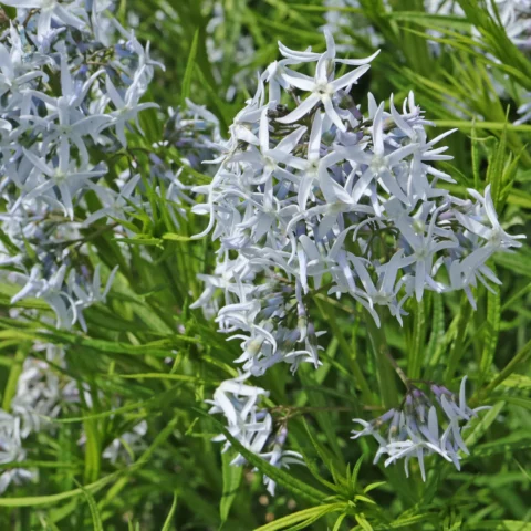 Amsonia hubrichtii Blausternbusch