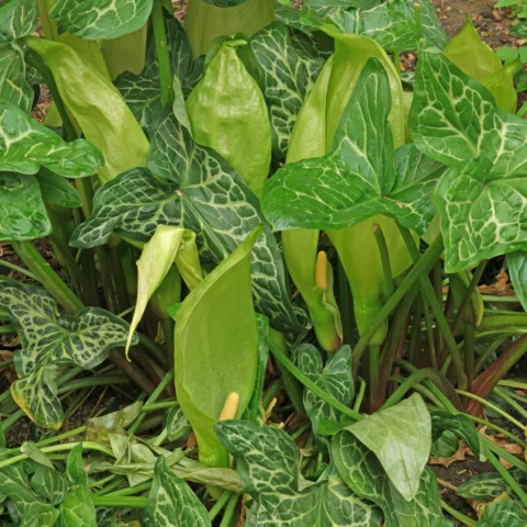 Italienischer Aronstab Arum italicum