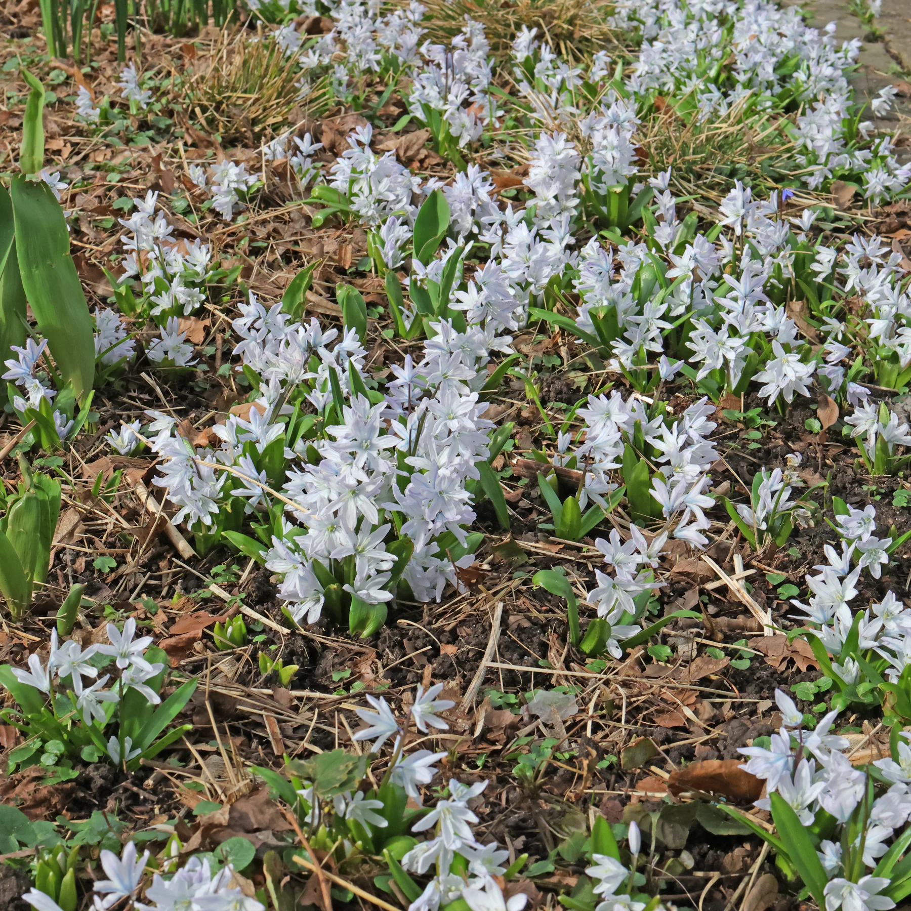 Kaukasischer Blaustern