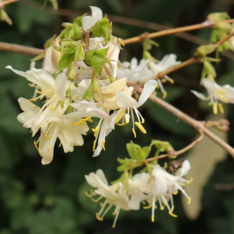Lonicera fragrantissima