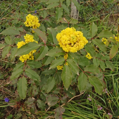 Mahonia aquifolium
