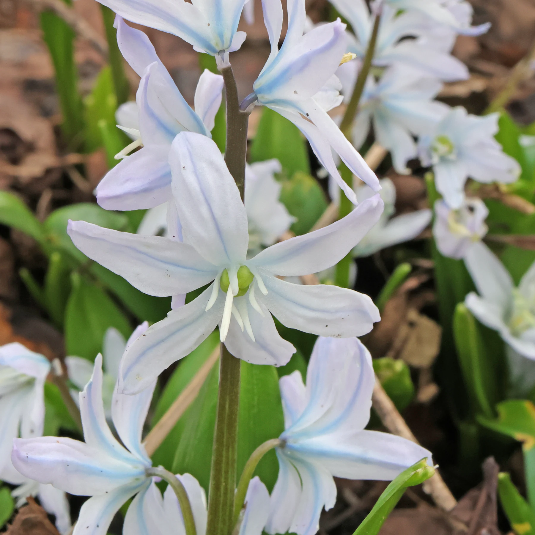 Mischtschenko Blaustern Scilla mischtschenkoana