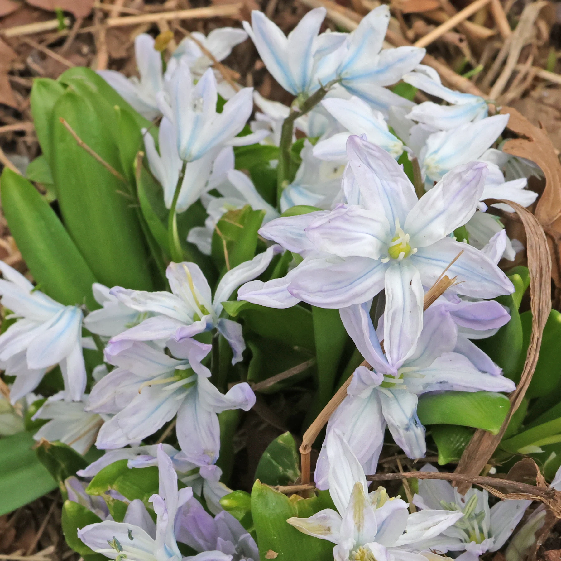 Mischtschenko Blaustern