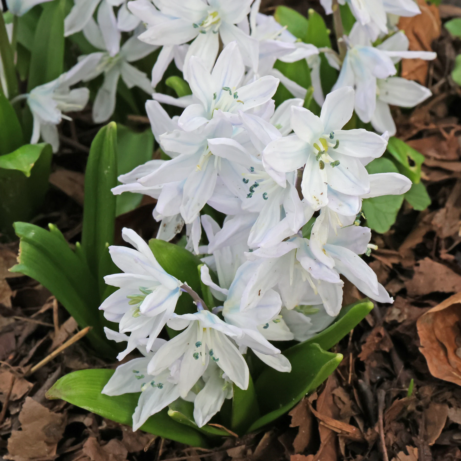 Scilla mischtschenkoana Mischtschenko Blaustern