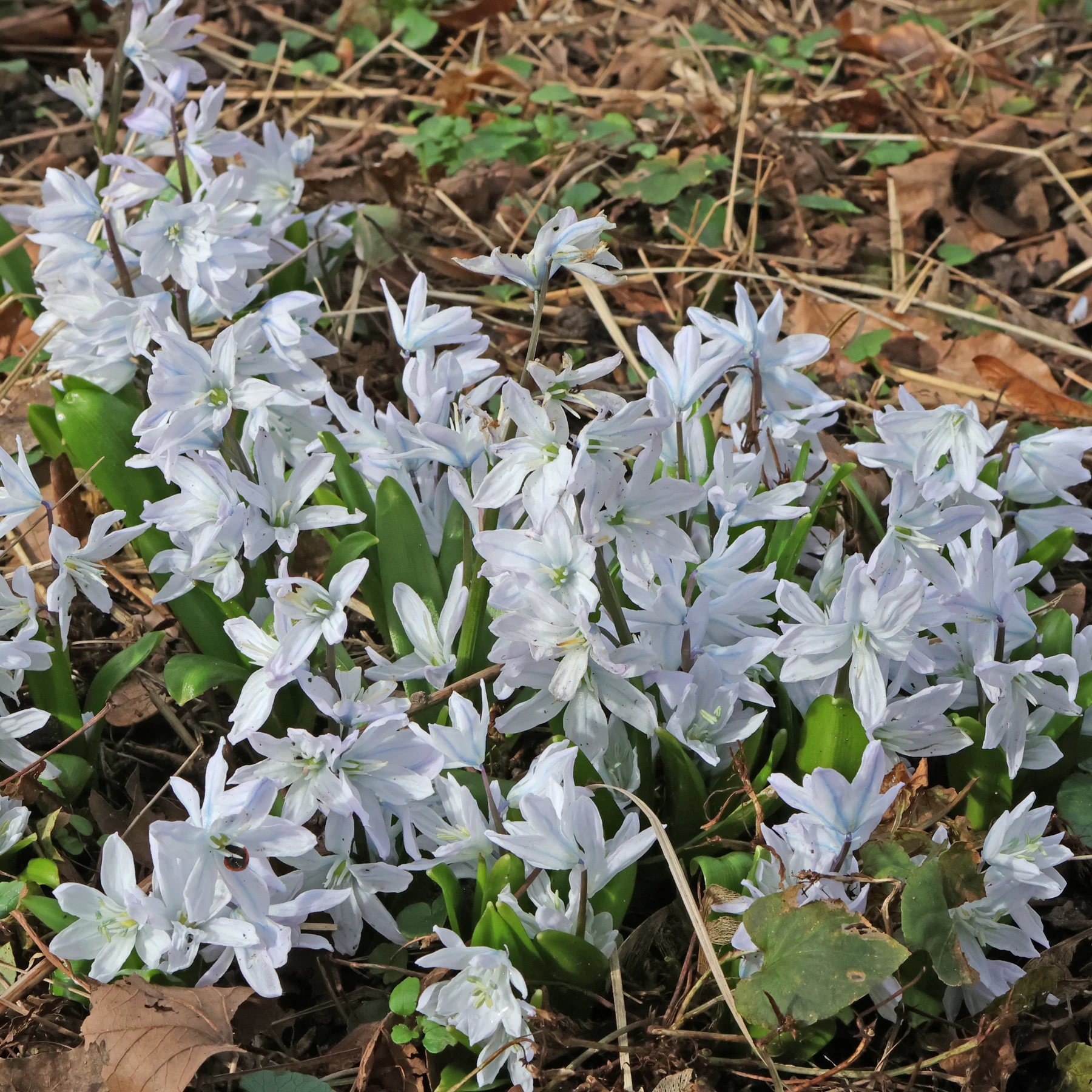 Scilla mischtschenkoana