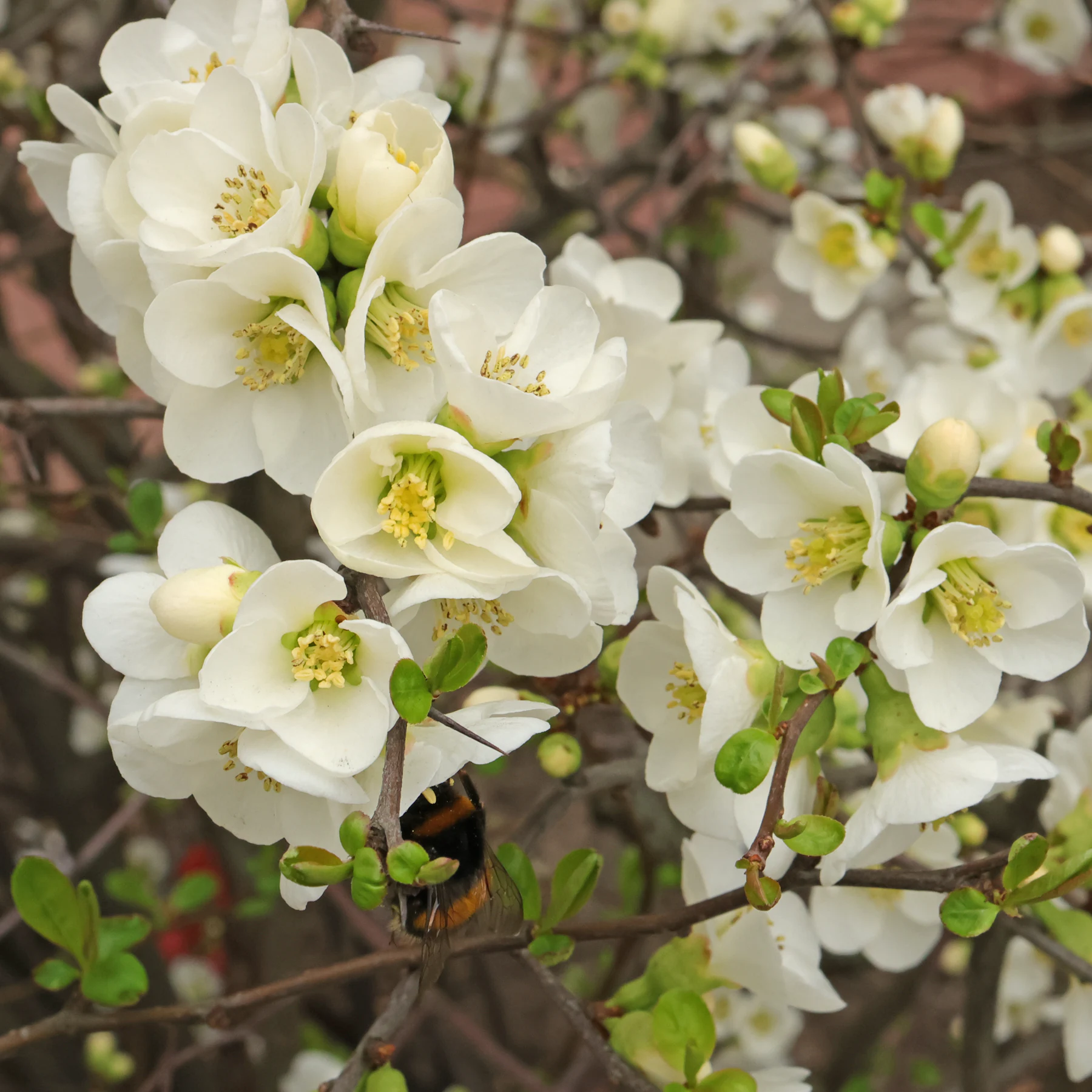 Chaenomeles × superba Jet Fire