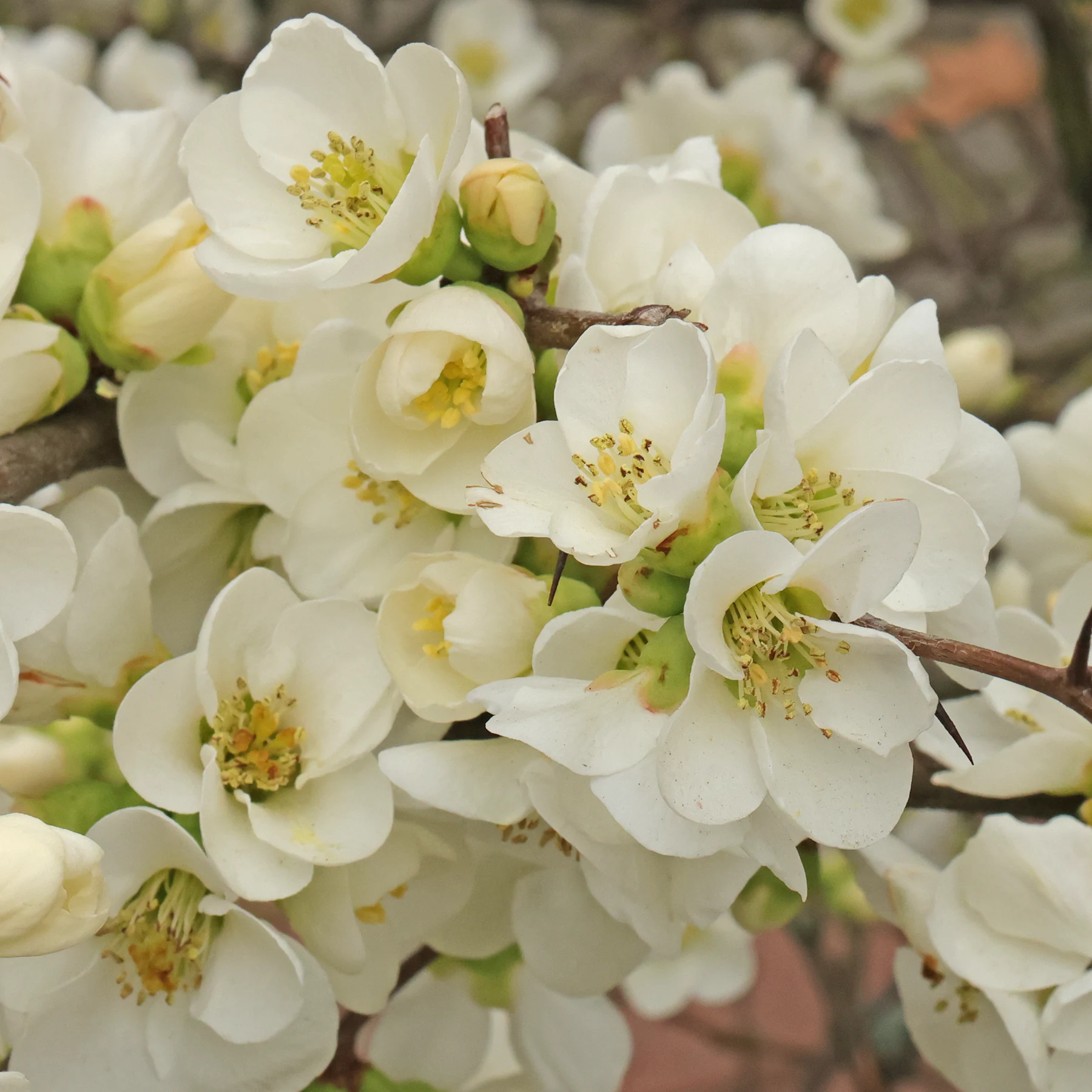 Chaenomeles × superba Zierquitte