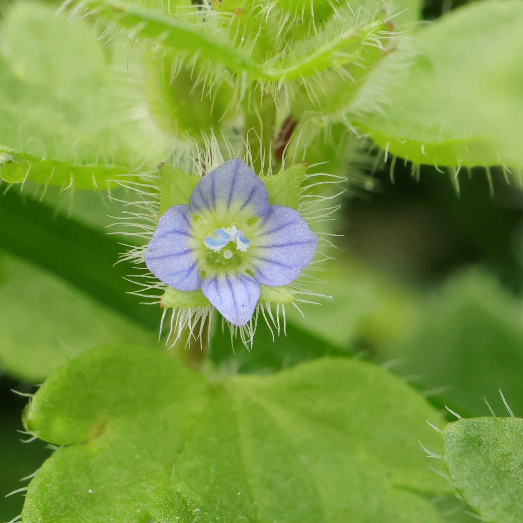 Efeu Ehrenpreis Veronica hederifolia