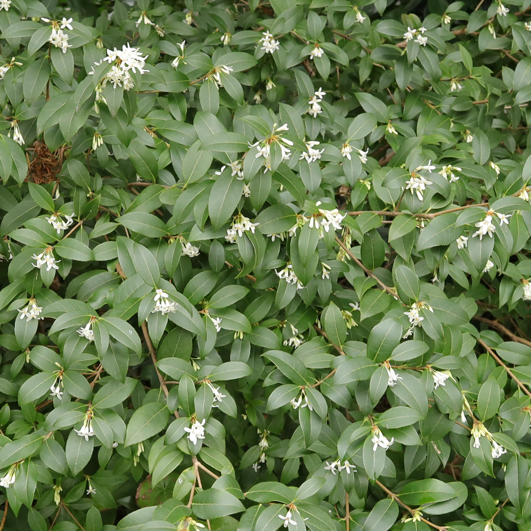 Frühlings Duftblüte Osmanthus × burkwoodii