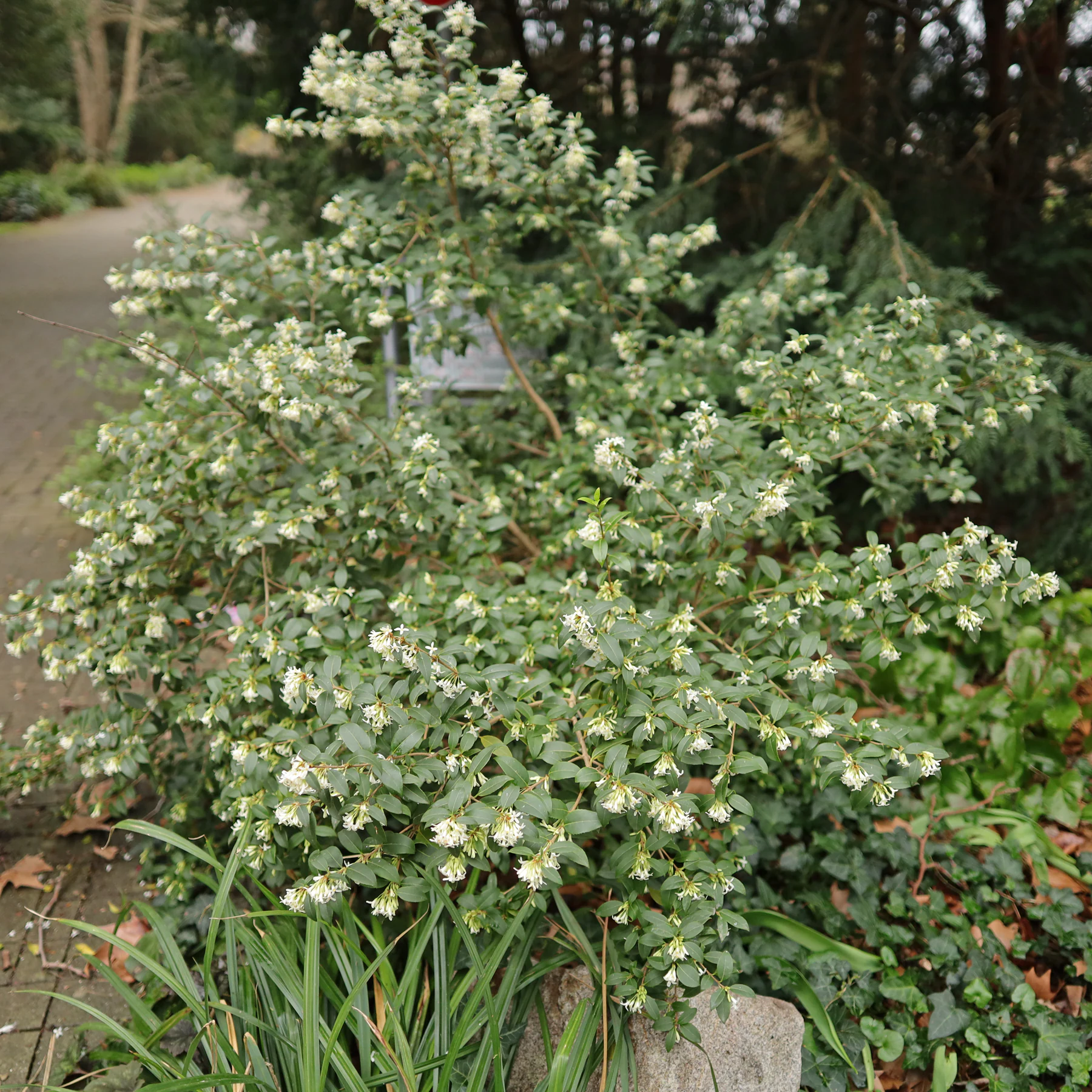 Frühlings Duftblüte