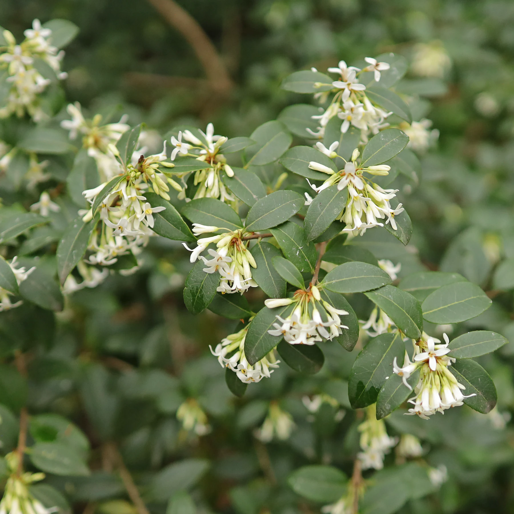 Osmanthus × burkwoodii Frühlings Duftblüte