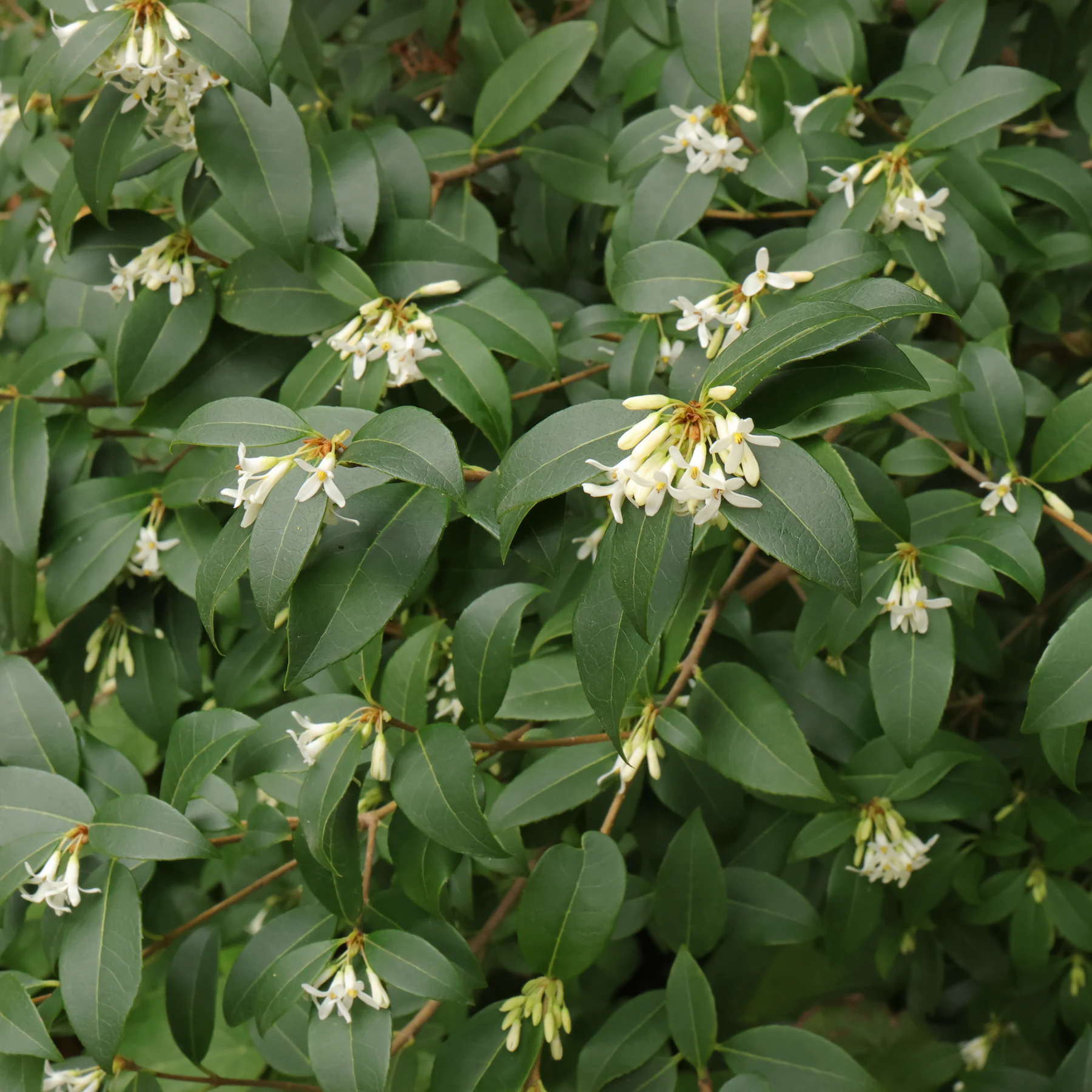 Osmanthus × burkwoodii