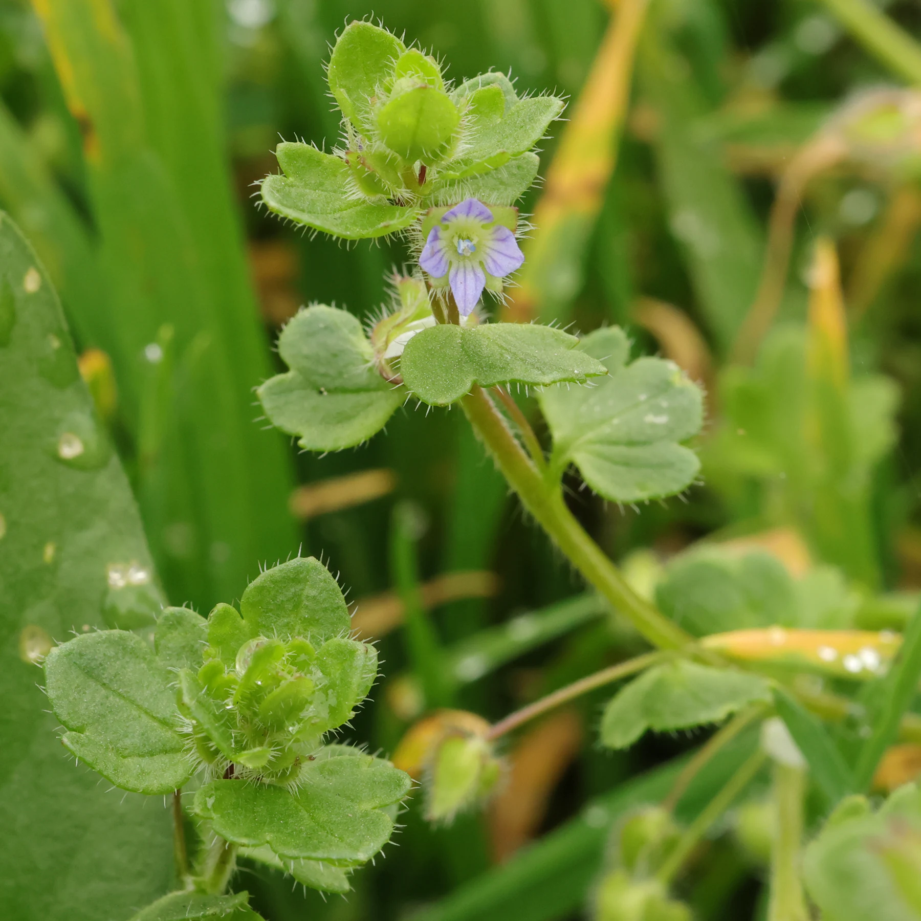 Veronica hederifolia Efeu Ehrenpreis